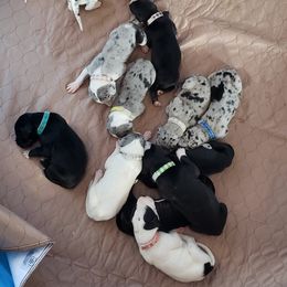 Great Dane Puppies from HCC Great Danes