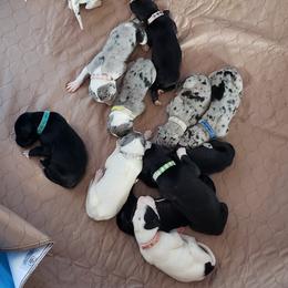 Great Dane Puppies from HCC Great Danes
