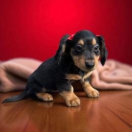 Chihuahua and Dachshund Puppies from Little Pawz, LLC