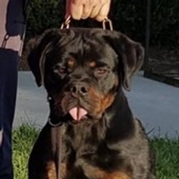 Diva - Rottweiler