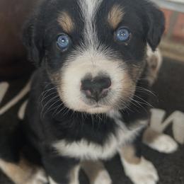 Teddy - Black tri-color male Australian Shepherd puppy in Cypress, Texas from Cypress Aussies
