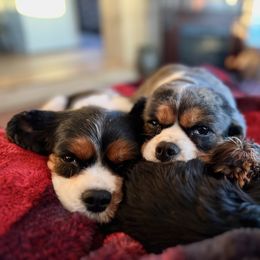 Cavalier King Charles Spaniel Puppies from CreekSong Farm Companions