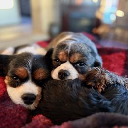 Cavalier King Charles Spaniel Puppies from CreekSong Farm Companions