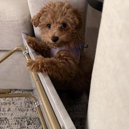Stella - Red female Maltipoo puppy in Oklahoma City, Oklahoma from Red Okie Poos