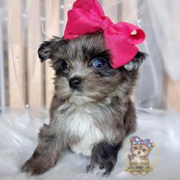 Korean Merle Te Fiti - female Companion Cross puppy in Barren Springs, Virginia from Seeking Shalom Acres Maltese, Maltipoos & Havamalts