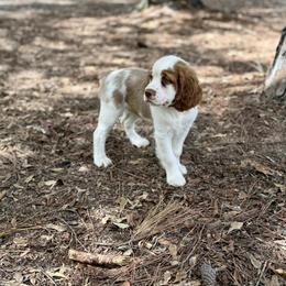 English Springer Spaniel Puppies from Mossy Creek Springers