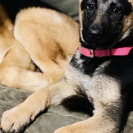 German Shepherds from Stone Creek Farm