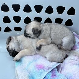 Ralph - Fawn male Pug puppy in Randleman, North Carolina from Peachy Pugs