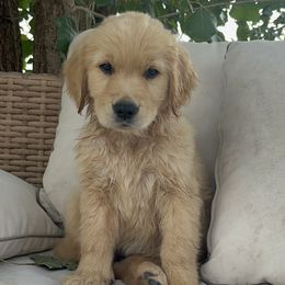 Golden Retriever puppies from Golden Haven Doodles