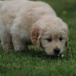 Golden Retriever Puppies from OPK GOLDENS