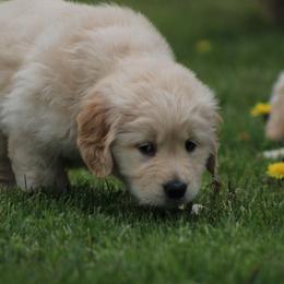 Golden Retriever Puppies from OPK GOLDENS
