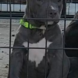 Leo - Blue male American Staffordshire Terrier puppy in Pomona, California from Lunatic Kennels
