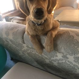 Golden Retriever Puppies from White Birch Golden Retreivers LLC