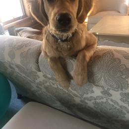 Golden Retriever Puppies from White Birch Golden Retreivers LLC