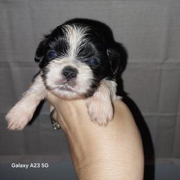 Casper - Black and white male Shih Tzu puppy in Arcadia, Florida from Kitsune Cuddles and kisses