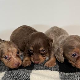 Girl 2 - female Dachshund puppy in San Diego, California from San Diego Dachshunds