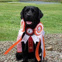 Savvy - Labrador Retriever