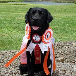 Savvy - Labrador Retriever