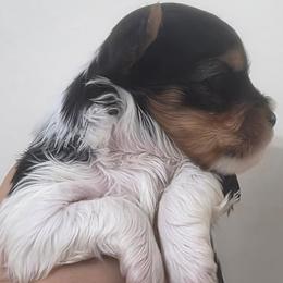 Biewer Terrier puppies from Mark Carfagno's Pups
