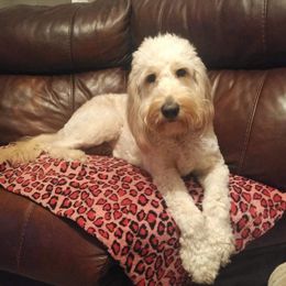 Freya - Goldendoodle