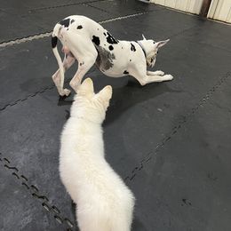 Berger Blanc Suisse Puppies from Nasha Comanda White Swiss Shepherds