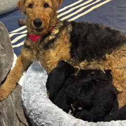 Airedale Terrier Puppies from Farm 55