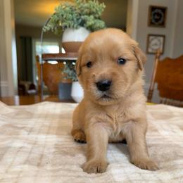 Aqua girl - Golden female Golden Retriever puppy in Macy, Indiana from Macy Golden Meadows