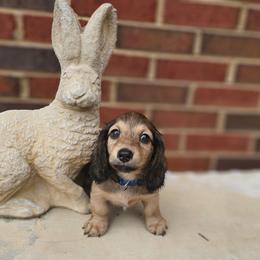 Rocher- CKC - Cream male Dachshund puppy in Loganville, Georgia from Royal Dackel Haus