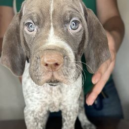 German Shorthaired Pointer Puppies from MCP Kennels