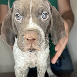 German Shorthaired Pointer Puppies from MCP Kennels