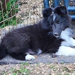 Billy - Black and white male Shetland Sheepdog puppy in Weedsport, New York from M&M Shelties and Smooch-A-Bulls English Bulldogs