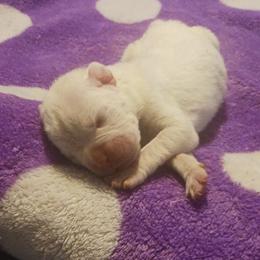Boy 4 - White male Boxer puppy in Shelbyville, Tennessee from Layne's Boxers