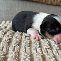 Girl 5 - Black tri-color female Australian Shepherd puppy in Oakridge, Oregon from Middle Fork Australian Shepherds