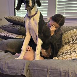 Great Dane Puppies from KD Sweet Southern Danes