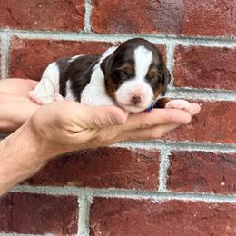 Ice Cream - Blue - Tri-color male Bernedoodle puppy in Charleston, South Carolina from Palm Belle Doodles