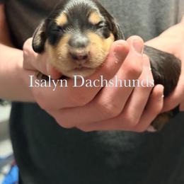 Figgy Puddin' - Black and cream female Dachshund puppy in Copperas Cove, Texas from Isalyn Dachshunds