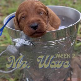 Mr. Wave - Red  male Goldendoodle puppy in Pensacola, Florida from Ruby Pupper Doodles
