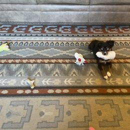 Miniature Australian Shepherd and Toy Australian Shepherd Puppies from Fireside Toy & Mini Aussies