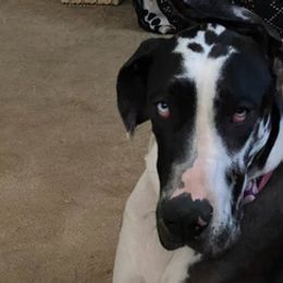 Great Danes from Jackie's Great Danes