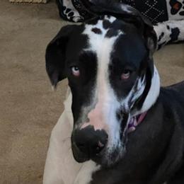 Great Danes from Jackie's Great Danes