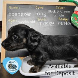 Ebenezer - Brindle male Dachshund puppy in Hoquiam, Washington from Heyd's Mini Dachshunds