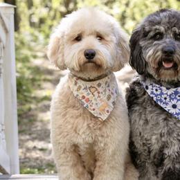 Goldendoodles from Meadow Lark Doodles
