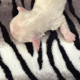 Female 5 - Cream female Dachshund puppy in Martinsville, Virginia from Martin’s Doxies