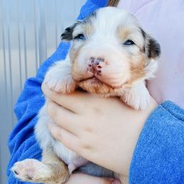 Relish (lavender collar) - Blue merle male Australian Shepherd puppy in Ashland, Ohio from SS Australian Shepherds