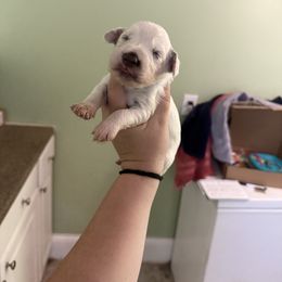 Independence (Indy) - White and liver brown female Dalmatian puppy in Kentucky from A’s Spots & Dots Dalmatians