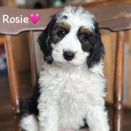 Rosie - Black tri-color female Aussiedoodle puppy in Lancaster, Minnesota from Finney Ranch
