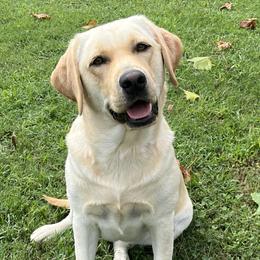 Labrador Retrievers from Riverbourne Labradors