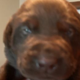 Boy 1 - Chocolate Labrador Retriever puppy in Troup, Texas from Cornerstone kennels