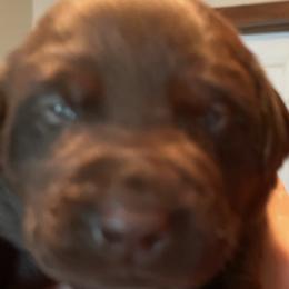 Boy 1 - Chocolate Labrador Retriever puppy in Troup, Texas from Cornerstone kennels