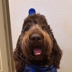 Bernedoodle and Newfypoo All Grown Up from Small Town Doodles & Poodles